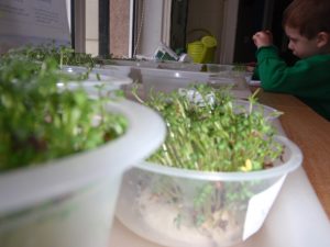 How to grow a cress caterpillar