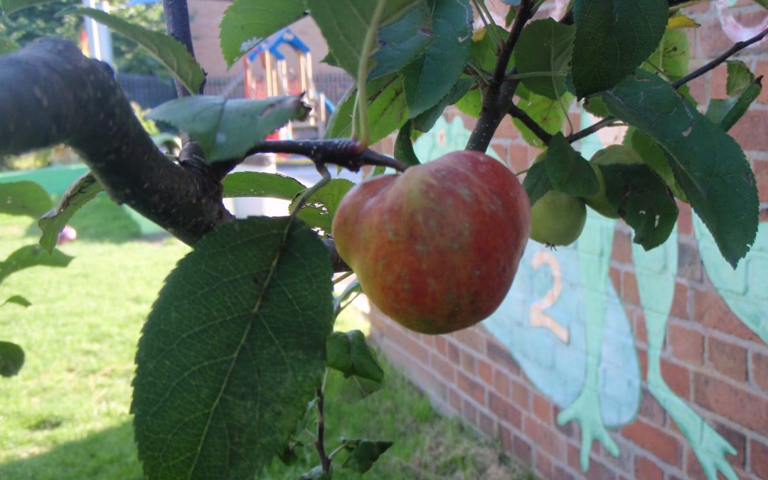 Come to our Apple Pressing Tour