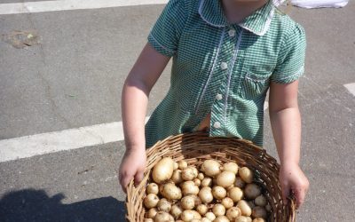 Growing potatoes 2018