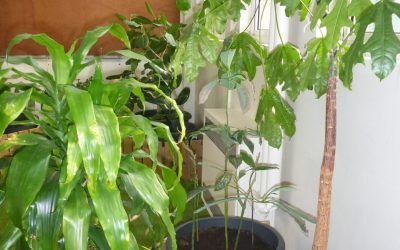 Our indoor rainforest – Phase 1