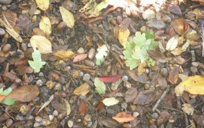 Autumn Adventures in the Oak Room
